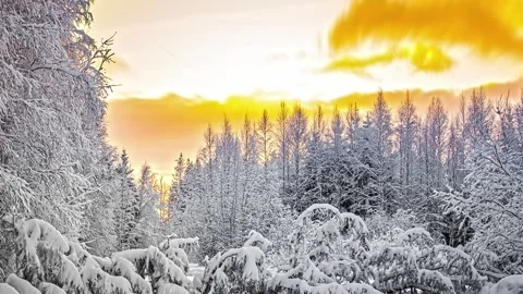 View of snow-covered forest at sunset in Riga, Latvia. 库存影片 341454408