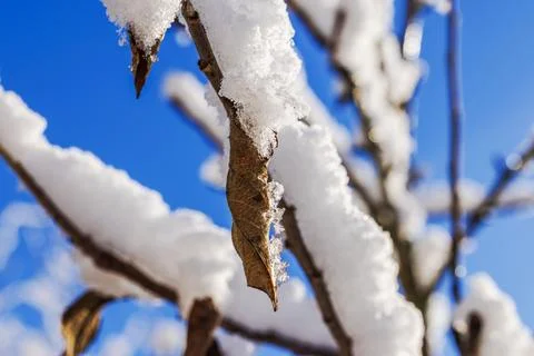 View of snow covered leaf hanging on winter branch against clear blue sky. Stock Photos
