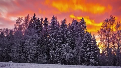 View of snow-covered pine forest at sunset in Riga, Latvia. 库存影片 341454412