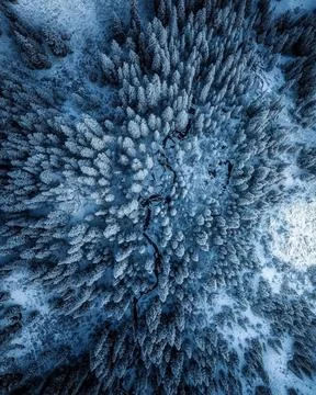 View of snow covered pine tree Stock Photos