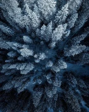 View of snow covered pine tree Stock Photos