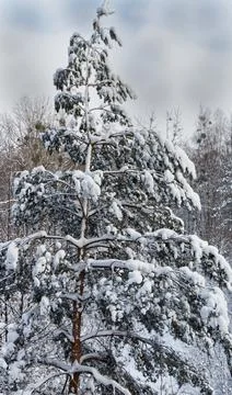 View of a snow-covered pine in winter Stock Photos