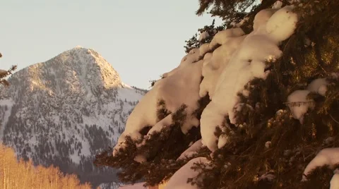View of snow covered tree and mountain, Colorado, USA Stock Footage 60691020