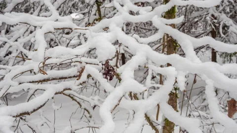 View of snow-covered tree branches Stock Footage 147243092