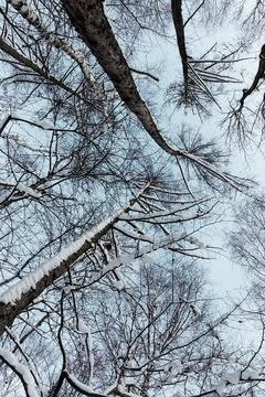Up view of snow covered tree crowns in winter Stock Photos