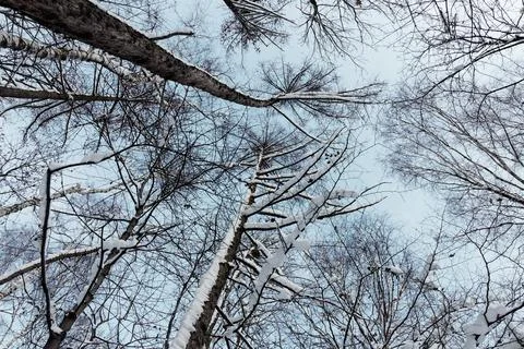 Up view of snow covered tree crowns in winter Stock Photos