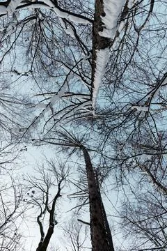 Up view of snow covered tree crowns in winter Stock-Fotos