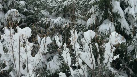 View of snow-covered trees and bushes under a snowfall in the countryside in win Stock Footage 306253241
