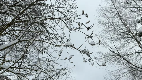 View of snow-covered trees and bushes under a snowfall in the countryside in win Vídeo Stock 306253242