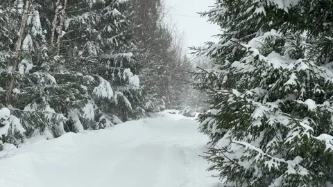 View of snow-covered trees and bushes under a snowfall in the countryside in win 스톡 동영상 306254716