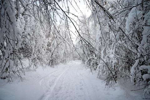 A view of the snow covered trees branches. A snow covered road through the fo Stock Photos
