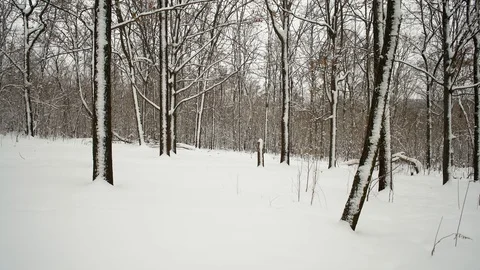 View of the Snow-covered Trees in the Forest Stock Footage 101616023