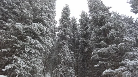 View of snow-covered trees in the mountains Stock Footage 165287224
