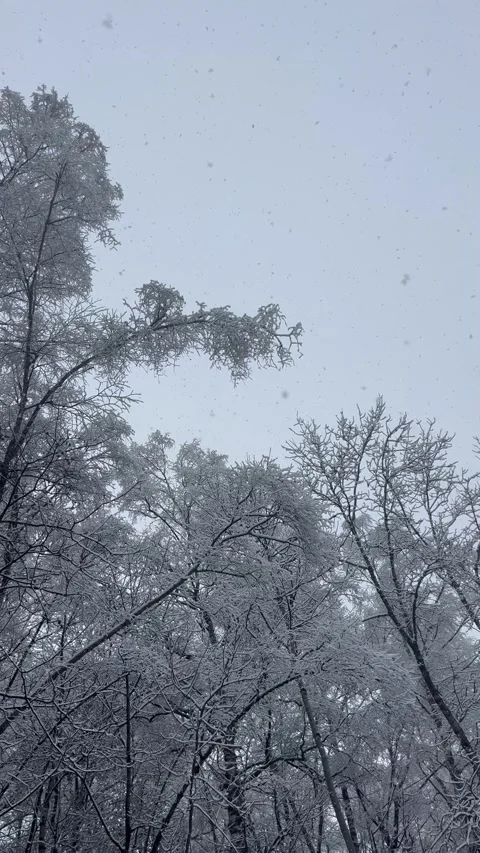 View  of snow fall in forest by winter Stock Footage 337060834