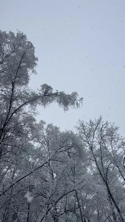 View  of snow fall in forest by winter Stock Footage 337061179
