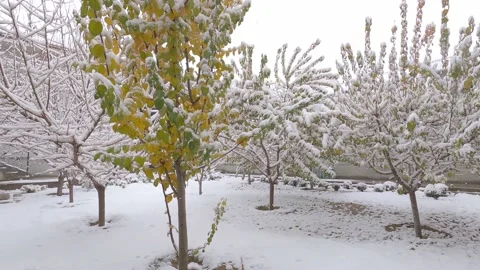 A view of snow falling on the fruit trees in the courtyard Stock Footage 166105941