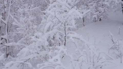 View of the snow forest Stock Footage 97876483