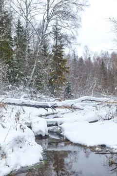 View of the snow forest stream. Stock Photos