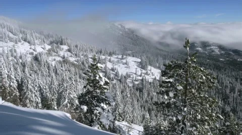 View of snowcapped mountain and forest Stock Footage 60691046