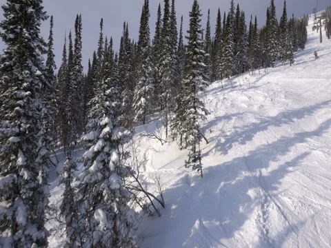 View of snowcovered trees in winter forest on the mountains Stock Footage 71589534