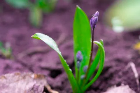 View of snowdrop formation. A forest covered with snowdrops Stock Photos