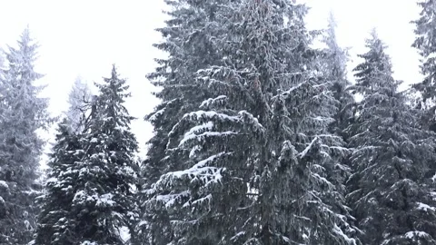 View of snowed pine tree in the forest Stock Footage 148227439