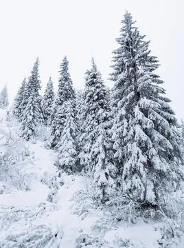 View of snowed winter forest Stock Photos