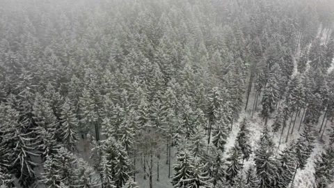 View of the snowy forest. Shot shot with a drone. Stock Footage 146263775