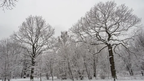 View of a snowy forest with trees covered by snow Stock Footage 123060584