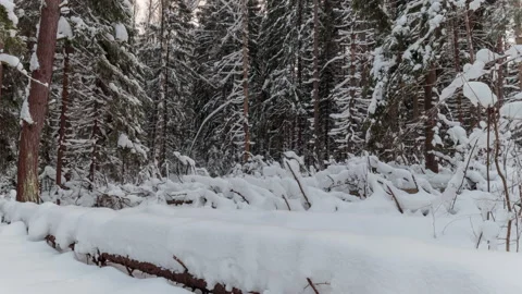 View of a snowy forest with trees covered by snow 動画素材 169624638