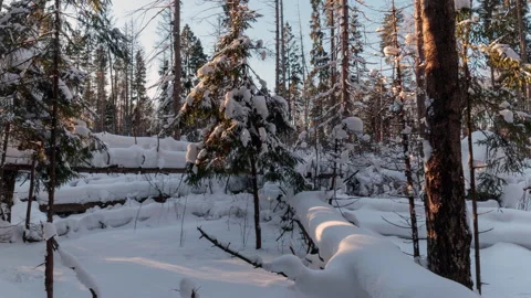 View of a snowy forest with trees covered by snow at sunset. 動画素材 169911616