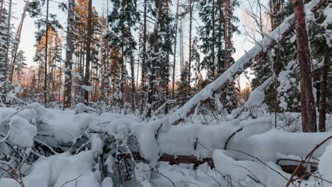 View of a snowy forest with trees covered by snow at sunset. Stock Footage 170042894