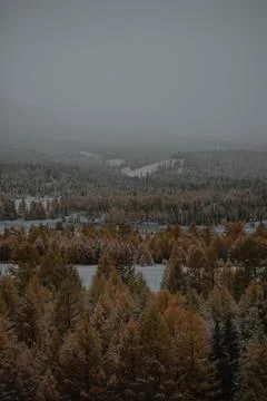 A view of a snowy forest with trees Stock Photos