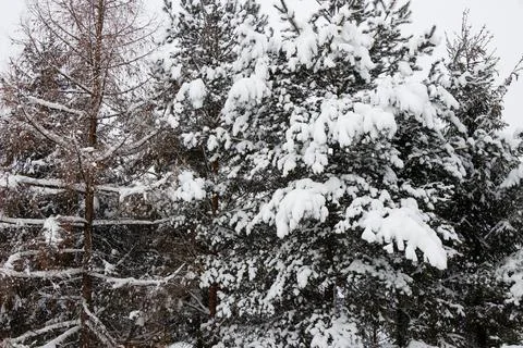 View of a snowy forest in winter Stock Photos