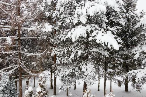 View of a snowy forest in winter Stock-Fotos