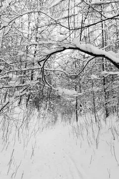 View of a snowy forest in winter Stock Photos