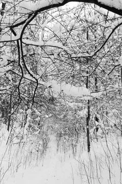View of a snowy forest in winter Stock Photos