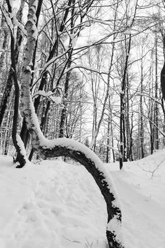 View of a snowy forest in winter Stock Photos