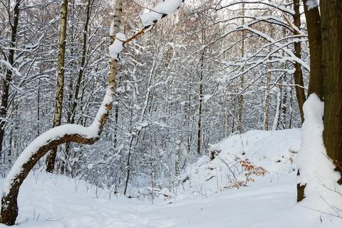 View of a snowy forest in winter Stock Photos