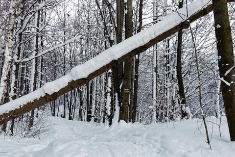 View of a snowy forest in winter Stock Photos