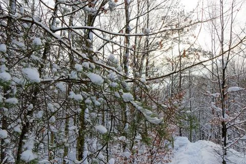 View of a snowy forest in winter Stock Photos