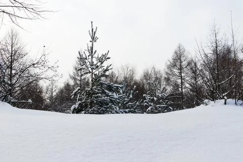 View of a snowy forest in winter Stock Photos