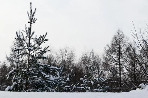 View of a snowy forest in winter Stock Photos