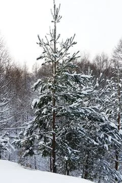 View of a snowy forest in winter Stock Photos