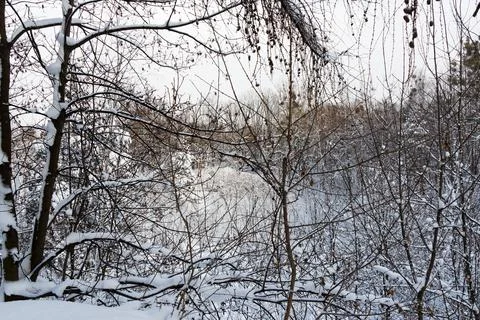 View of a snowy forest in winter Stock Photos