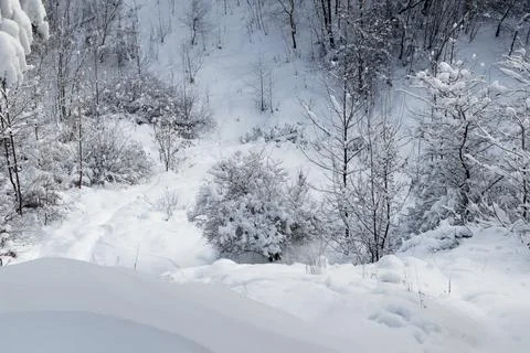 View of a snowy forest in winter Stock Photos