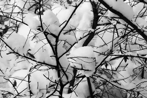 View of a snowy forest in winter Stock Photos