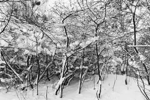 View of a snowy forest in winter Stock Photos