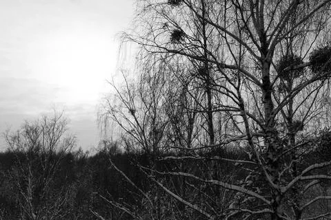 View of a snowy forest in winter Stock Photos