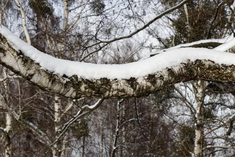 View of a snowy forest in winter Stock Photos